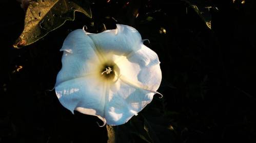 datura